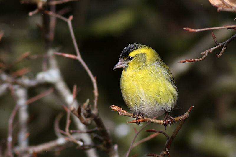 Eurasian Siskin