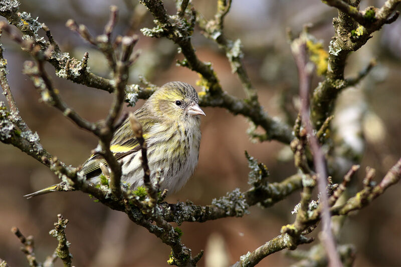 Eurasian Siskin