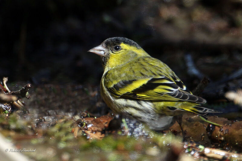 Eurasian Siskin