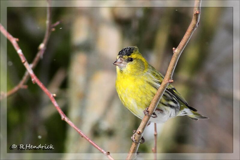 Eurasian Siskin