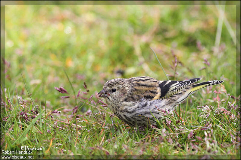 Tarin des aulnesjuvénile, identification