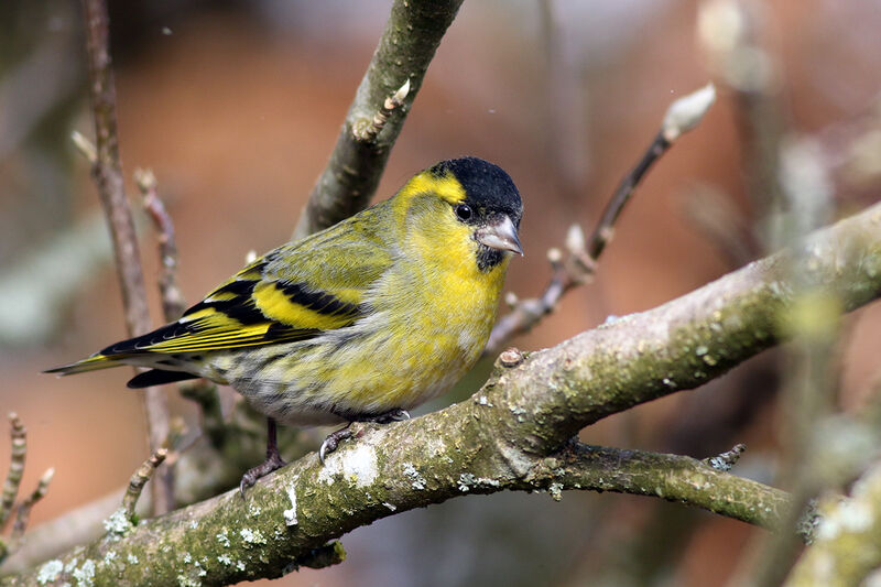 Eurasian Siskin