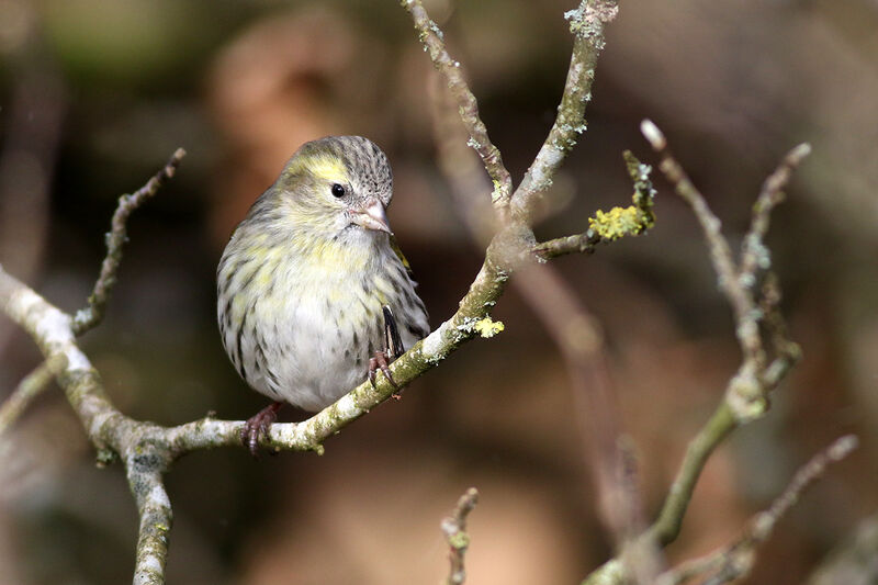 Eurasian Siskin