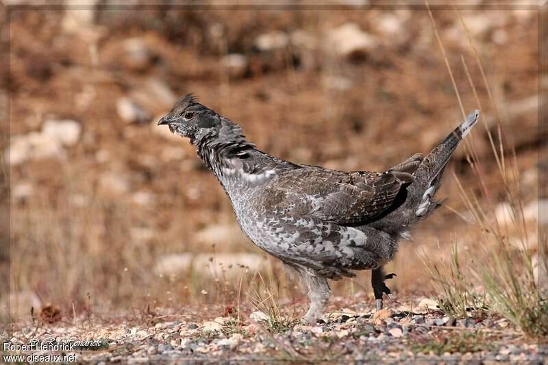 Dusky Grouse male adult, habitat, pigmentation, walking