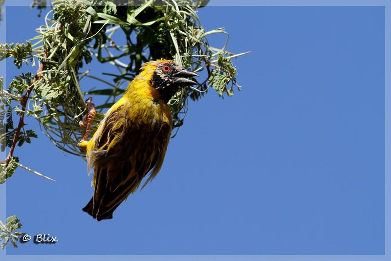 Southern Masked Weaver