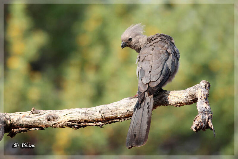 Grey Go-away-bird