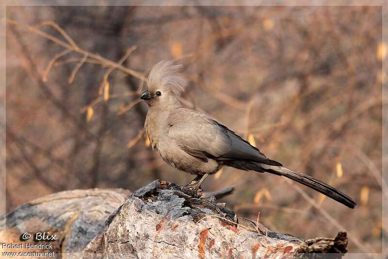 Grey Go-away-bird, identification