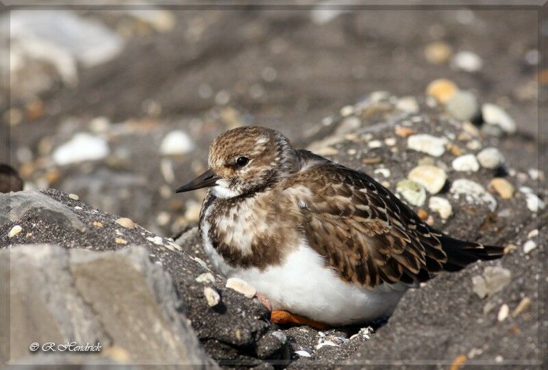 Ruddy Turnstone