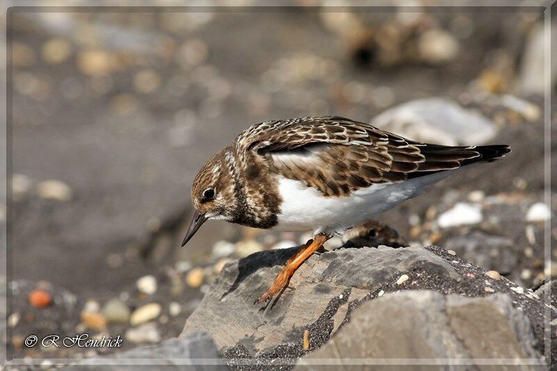 Ruddy Turnstone