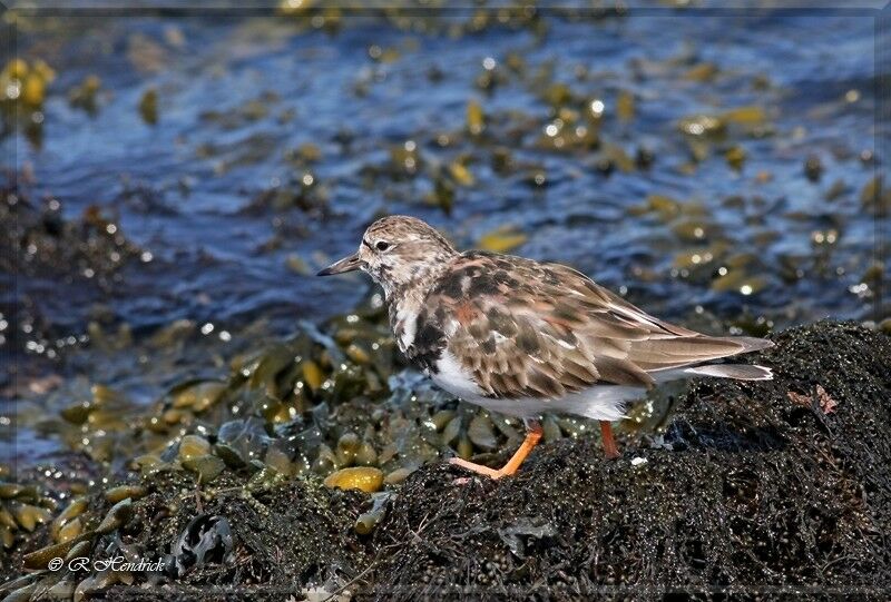 Ruddy Turnstone