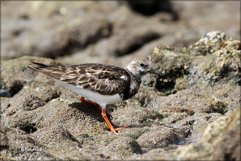 Ruddy Turnstone