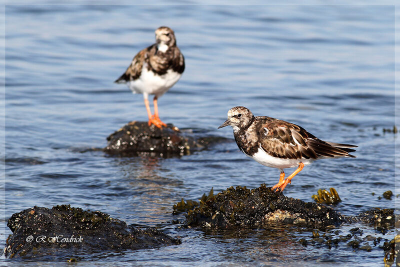 Ruddy Turnstone