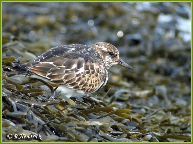 Ruddy Turnstone