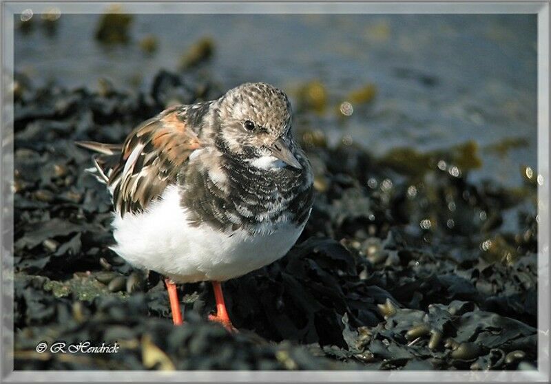 Ruddy Turnstone