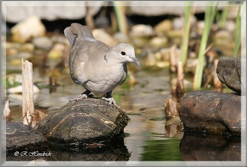 Eurasian Collared Dove