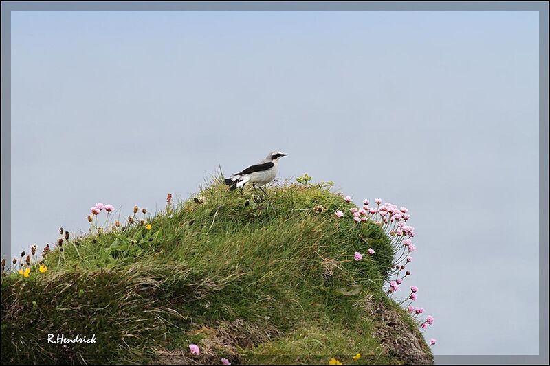 Northern Wheatear