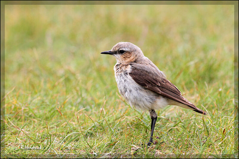 Northern Wheatear