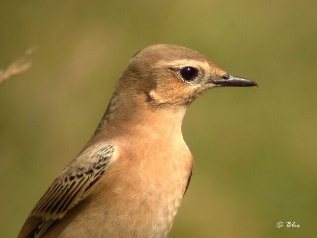 Northern Wheatear