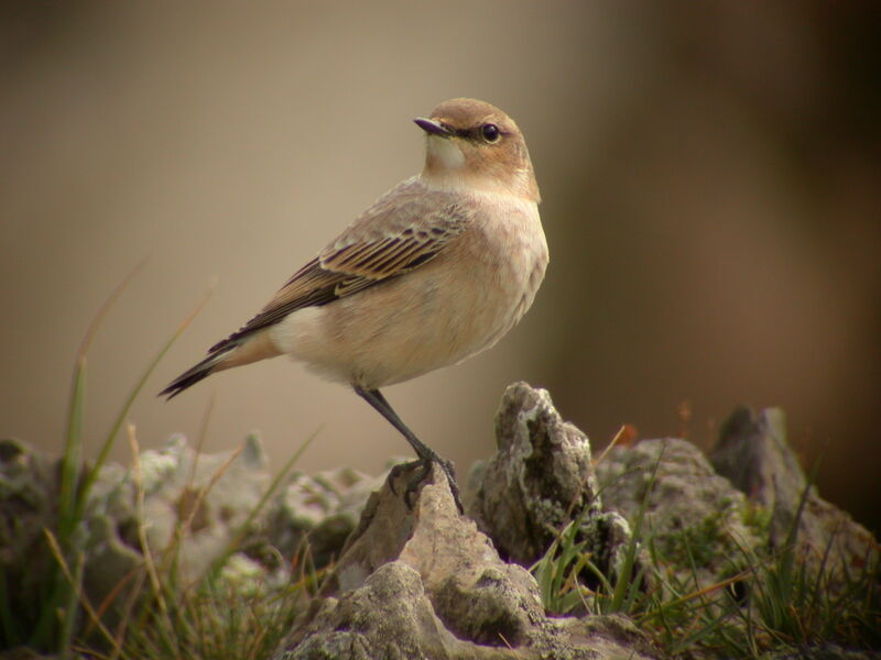 Northern Wheatear