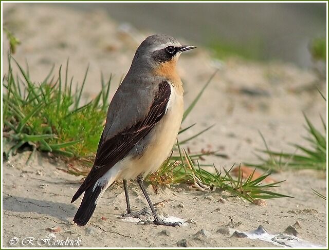 Northern Wheatear