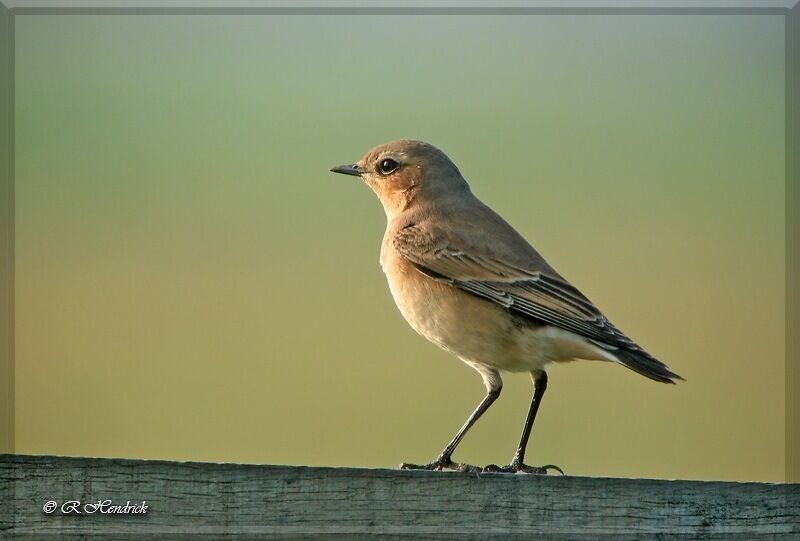 Northern Wheatear