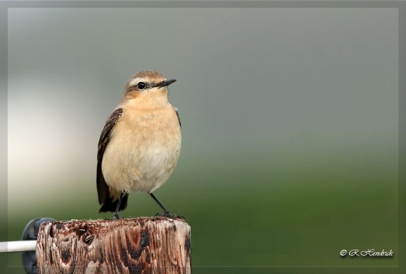 Northern Wheatear