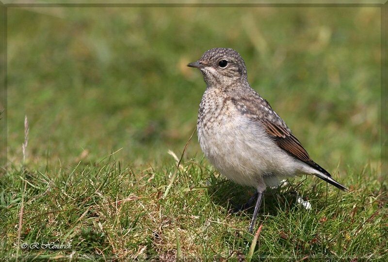 Northern Wheatear