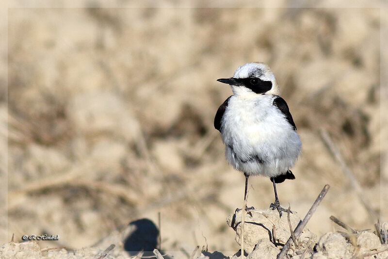 Western Black-eared Wheatear