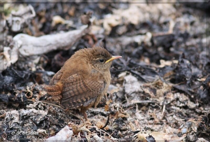 Eurasian Wren