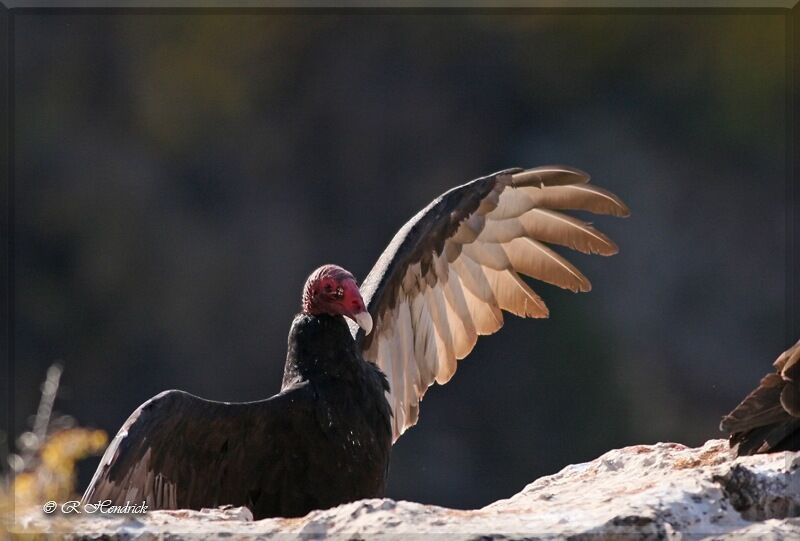 Turkey Vulture