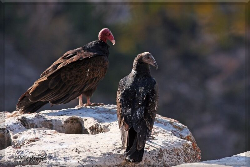 Turkey Vulture