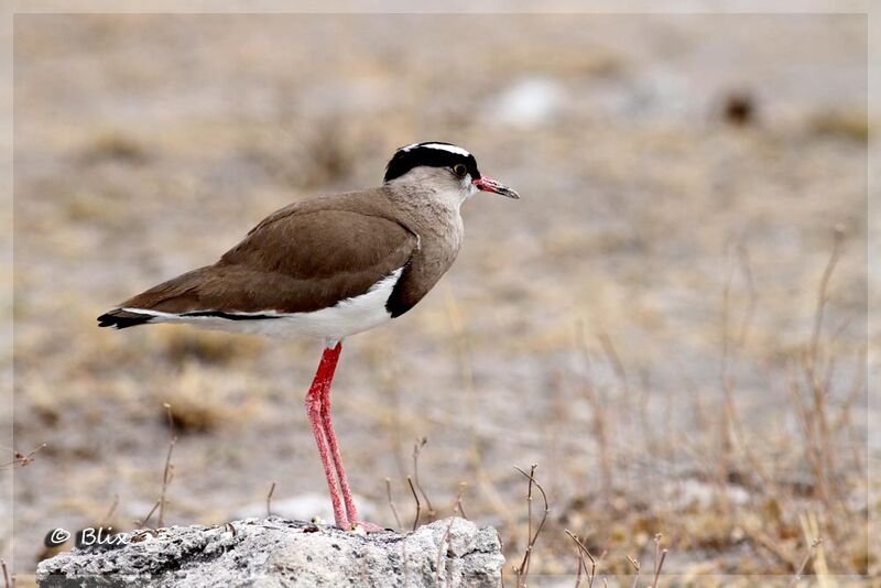 Crowned Lapwing