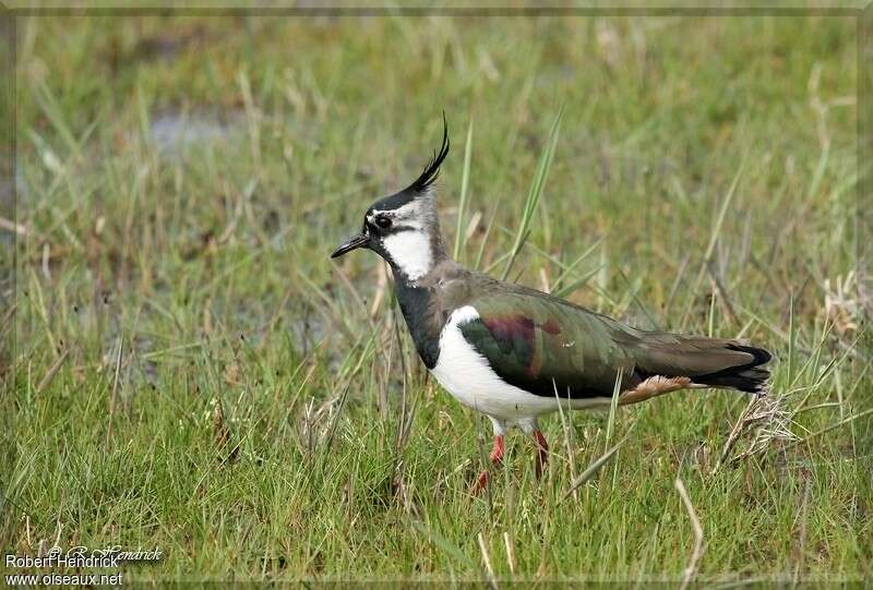 Vanneau huppé mâle adulte, habitat