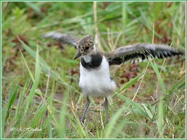 Northern Lapwing