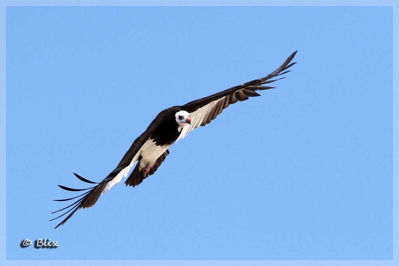 Vautour à tête blanche