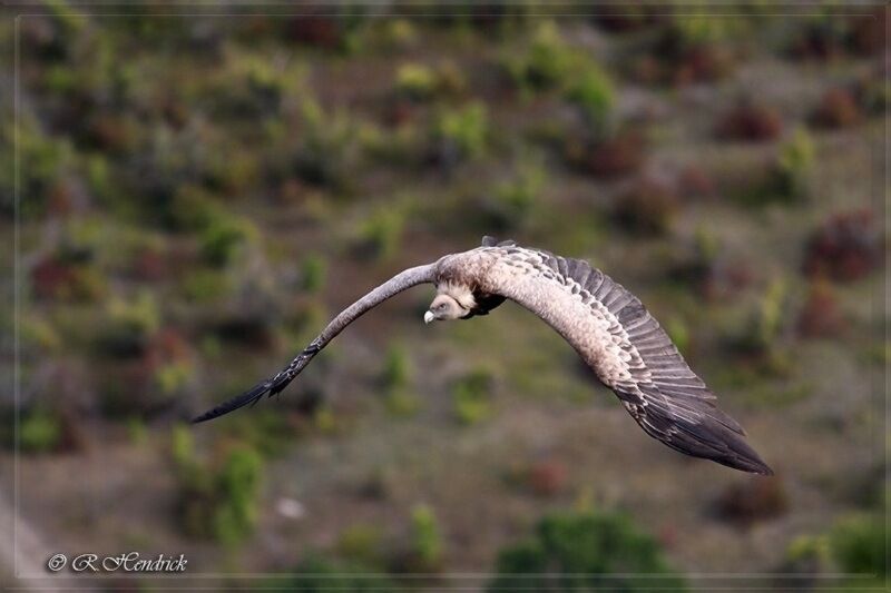 Griffon Vulture