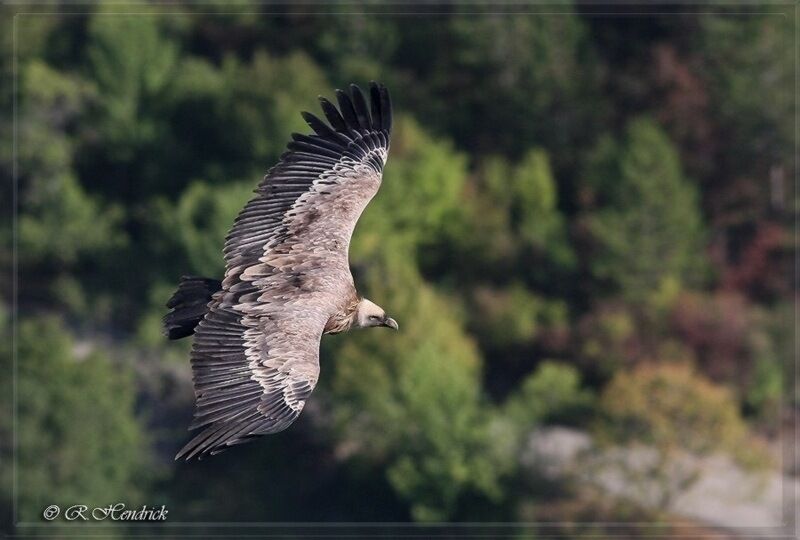 Griffon Vulture