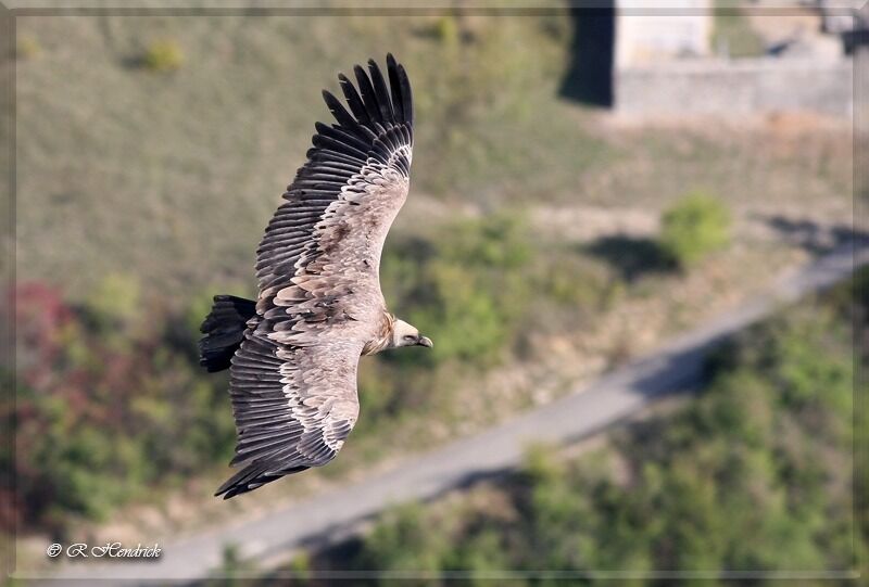 Vautour fauve