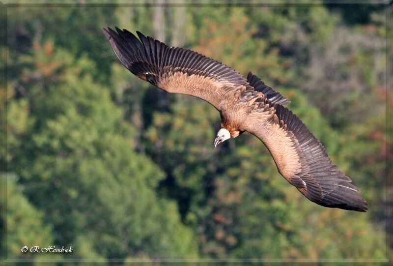 Vautour fauve