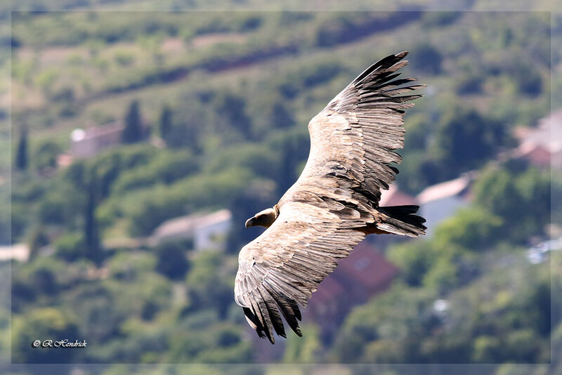 Vautour fauve