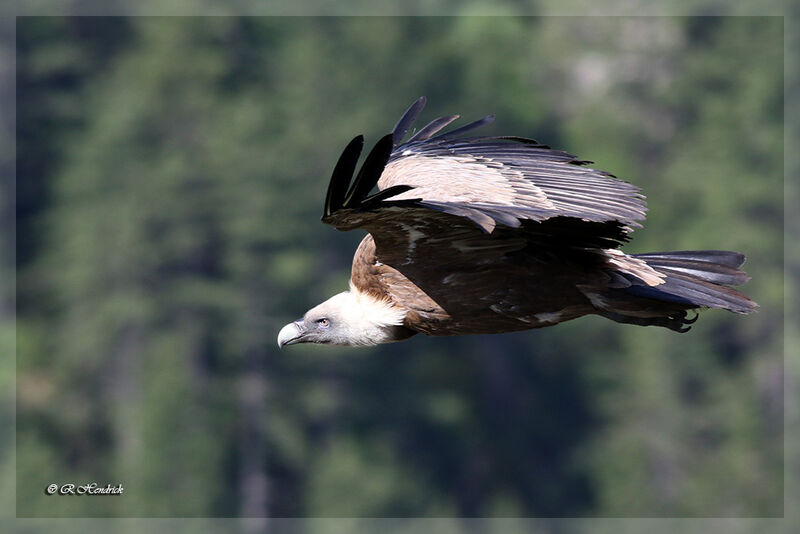 Vautour fauve