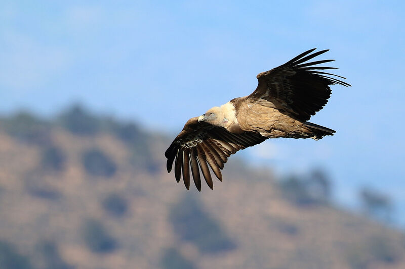 Vautour fauve