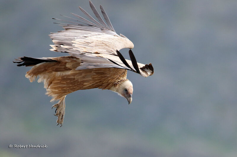 Vautour fauve