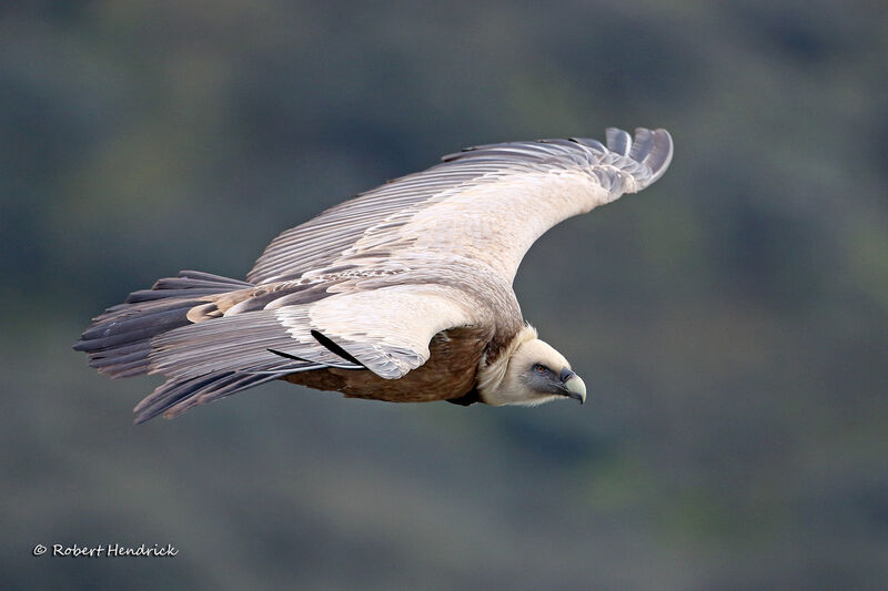 Vautour fauve