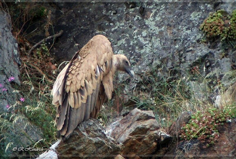 Griffon Vulture