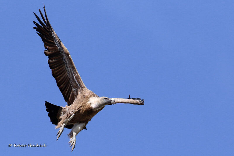 Vautour fauve