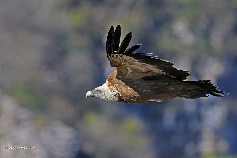 Vautour fauve