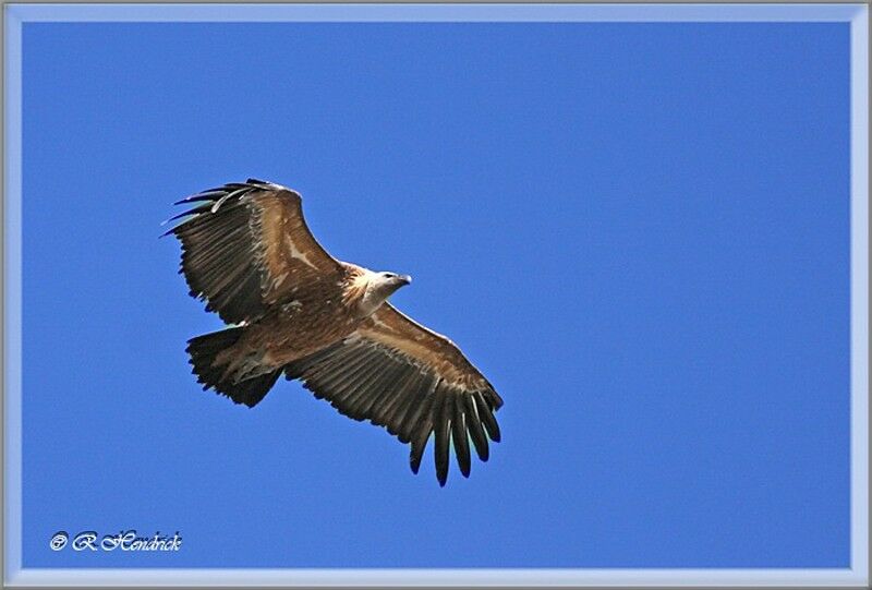 Vautour fauve