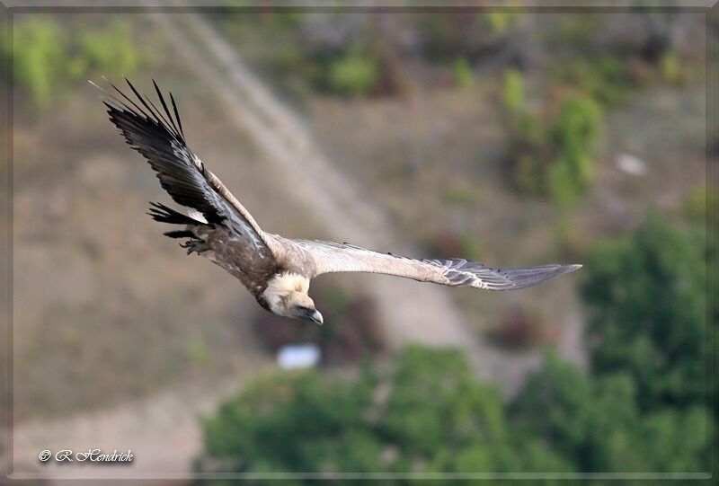 Vautour fauve