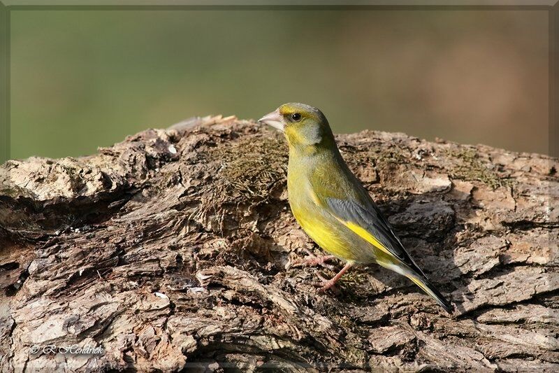 European Greenfinch